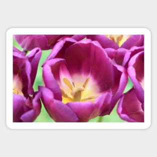 Tulipa 'Purple Flag' Triumph Tulip Sticker